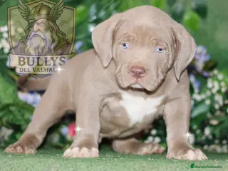 American Bully perros AMERICAN BULLY XXL SANGRE HULK - Anuncio 3