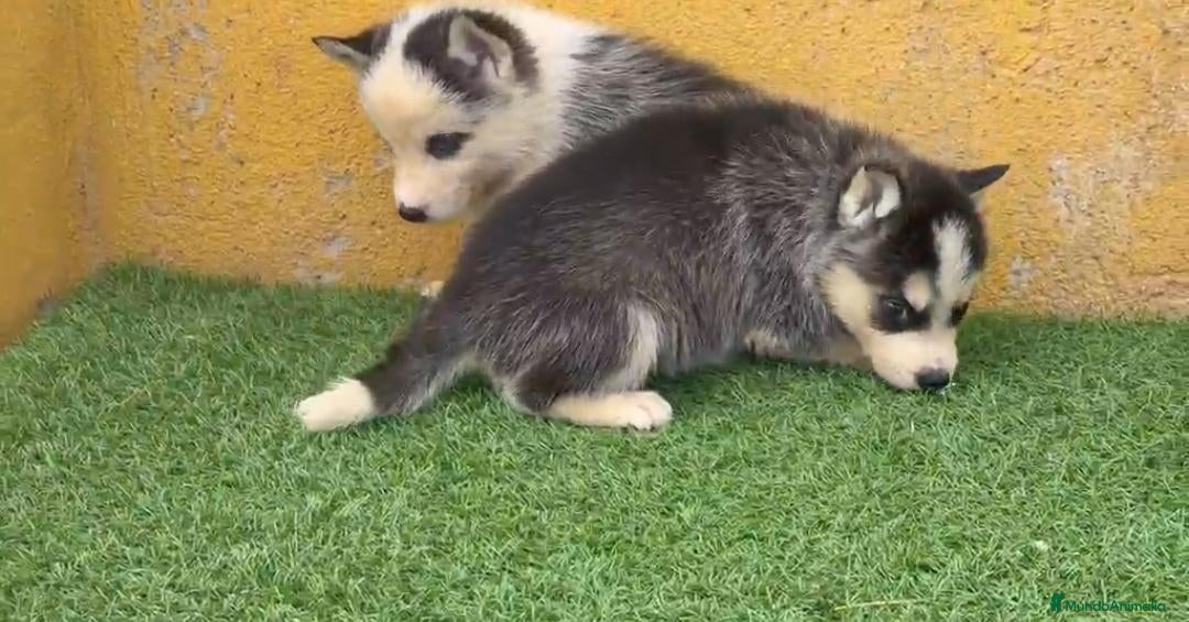 Husky Siberiano perros Cachorritas de Husky Siberiano  - Anuncio 2