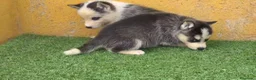 Husky Siberiano perros en venta: Cachorritas de Husky Siberiano  - Anuncio 2