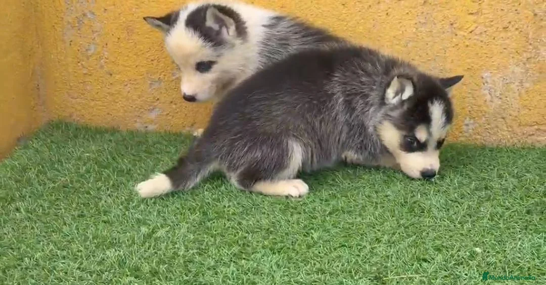 Husky Siberiano perros en venta: Cachorritas de Husky Siberiano  - Anuncio 2