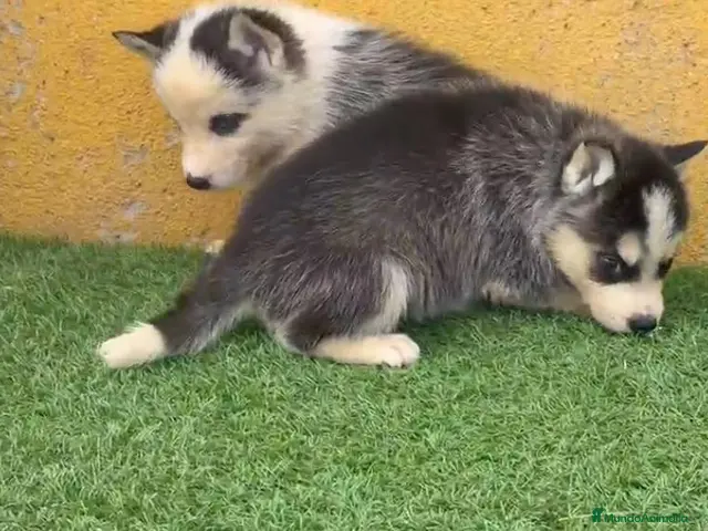 Husky Siberiano perros en venta: Cachorritas de Husky Siberiano - Anuncio 2