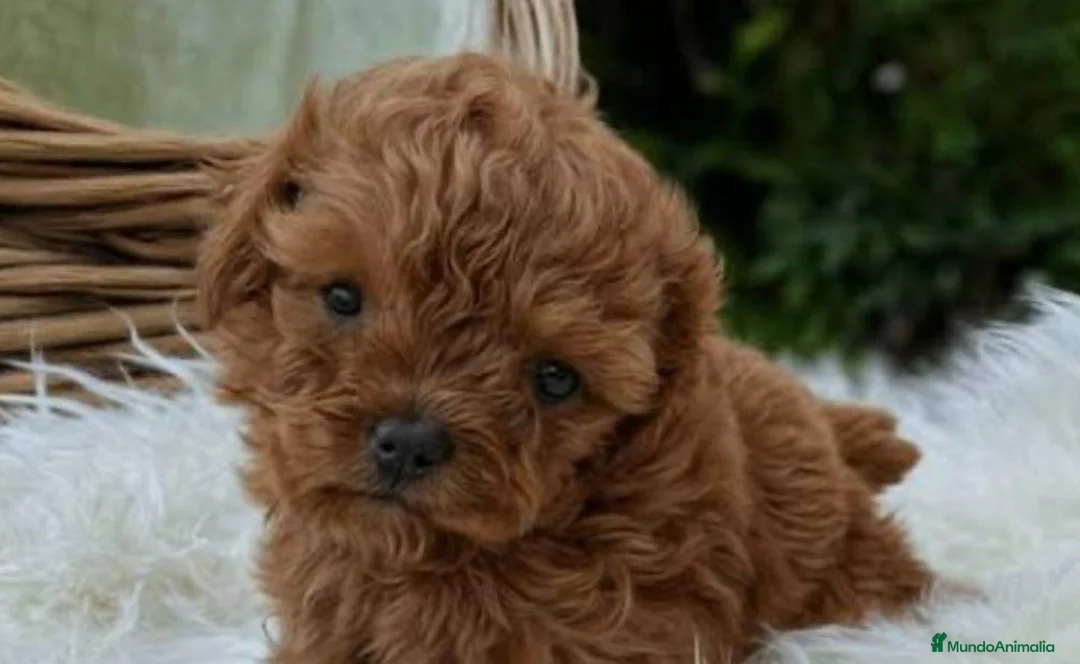 Caniche Toy perros en venta: Caniche tot mini marrón preciosos - Anuncio 1