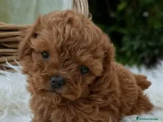 Caniche Toy perros Caniche tot mini marrón preciosos - Anuncio 2