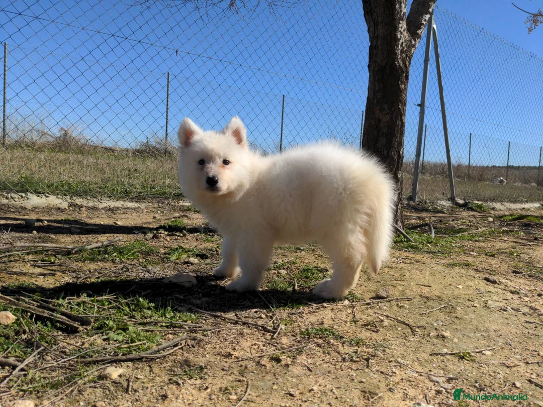 Pastor Blanco Suizo perros en venta: Preciosa hembra de pastor suizo - Anuncio 15