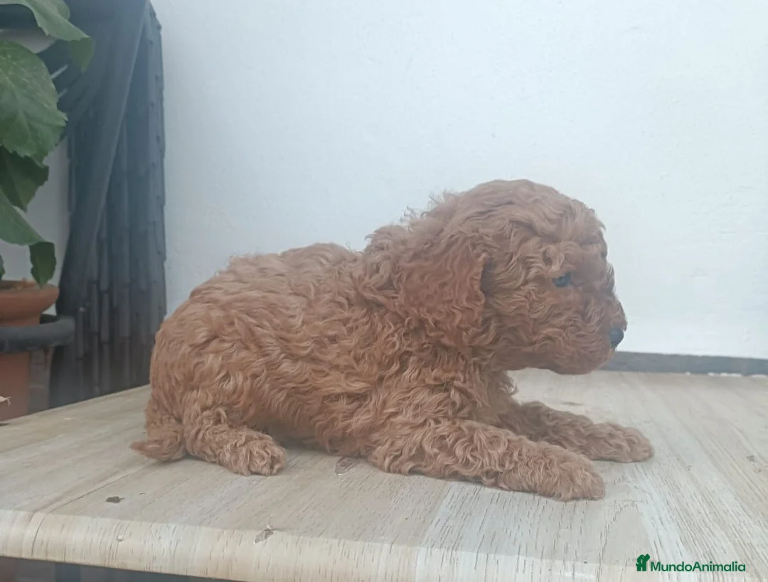 Caniche Enano perros en venta: Caniches en Barcelona - Anuncio 5