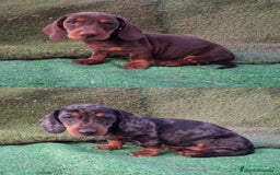 Teckel perros en venta: Teckel pelo fino - Imagen 1