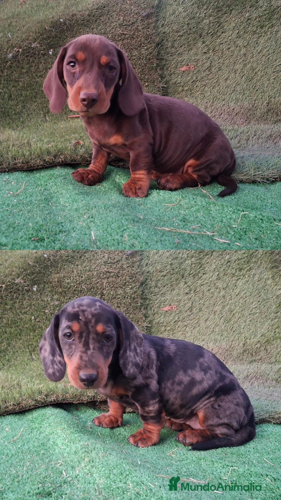 Teckel perros en venta: Teckel pelo fino - Imagen 1