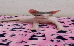 Sphynx gatos en venta: Machito sphynx listo para entregar  - Imagen 3