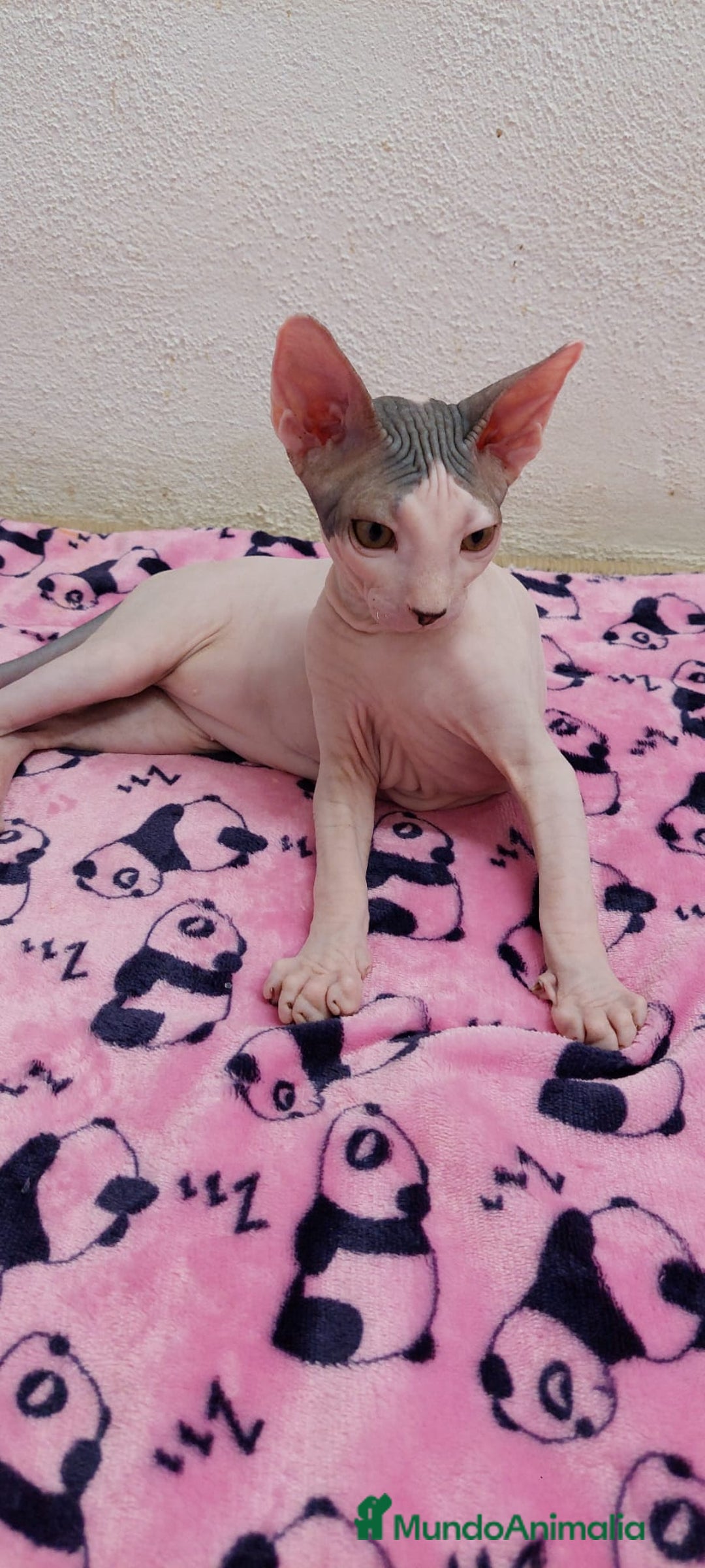 Sphynx gatos en venta: Machito sphynx listo para entregar  - Imagen 3