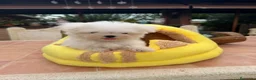 Bichón Maltés perros en venta: Bichon maltés coreano  - Anuncio 3