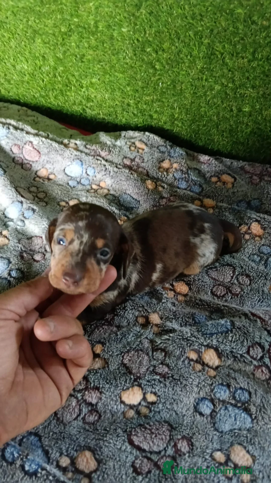 Teckel Miniatura perros en venta: Camadas de teckel kaninchen todos los colores  - Anuncio 2