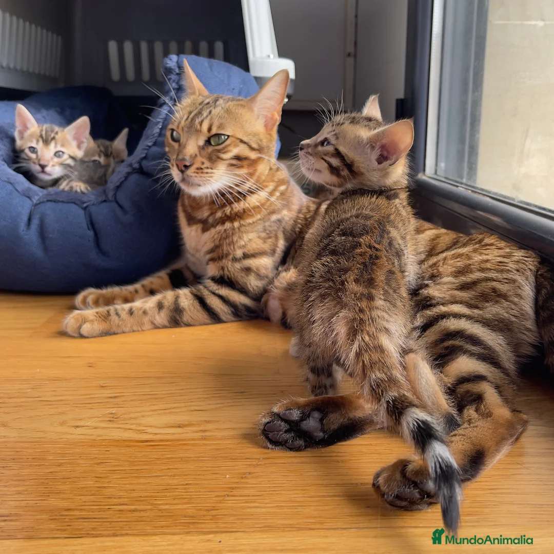 Bengalí gatos en venta: Camada Gato Bengalí - Alta Calidad - Anuncio 2