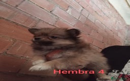 Pomerania perros en venta: POMERANIAS LULUS CALIDAD Y SELECCIÓN  - Imagen 3