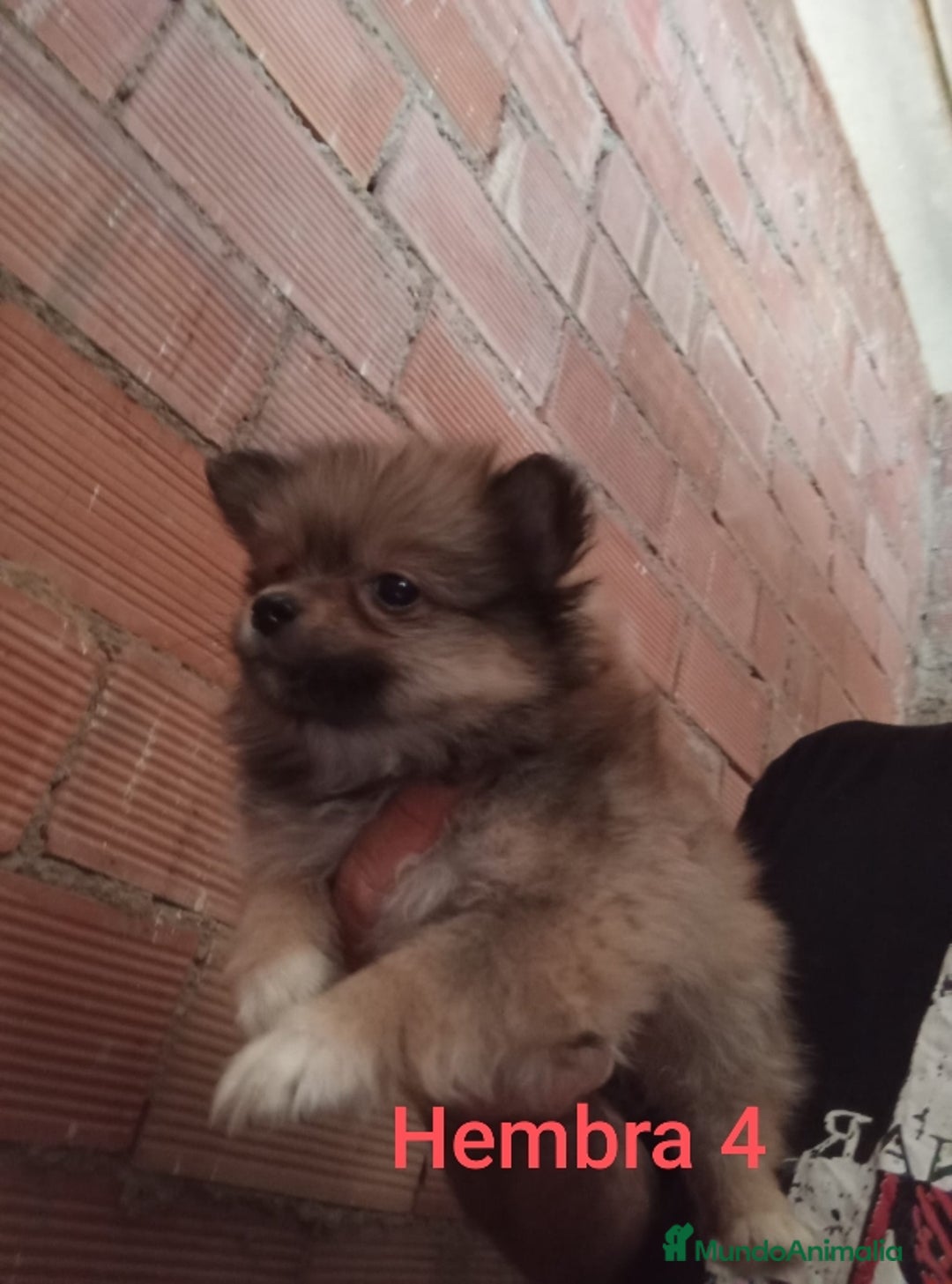 Pomerania perros en venta: POMERANIAS LULUS CALIDAD Y SELECCIÓN  - Imagen 3