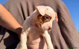 American Pit Bull Terrier perros en venta: PRECIOSA PITBULL ♀️ - Imagen 1