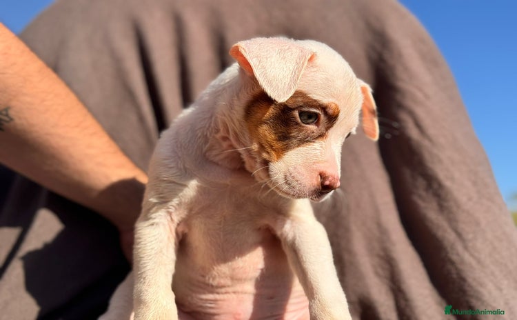 American Pit Bull Terrier perros - Anuncio 12