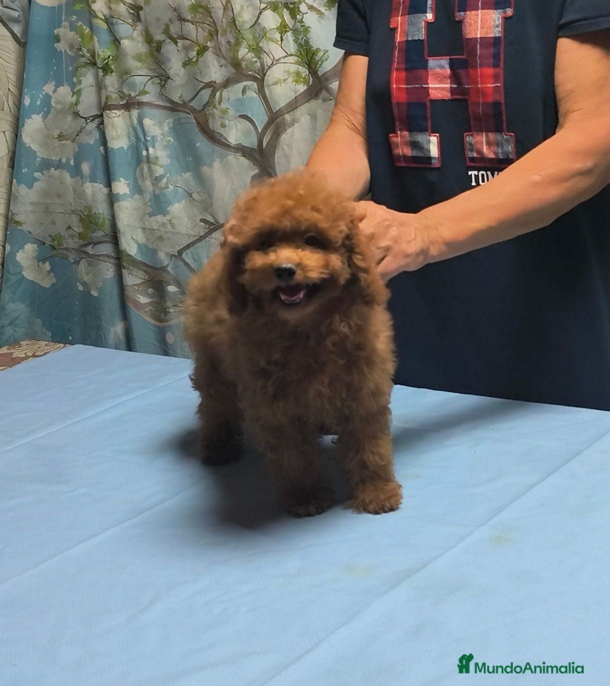Caniche Toy perros Caniches toy - Anuncio 12
