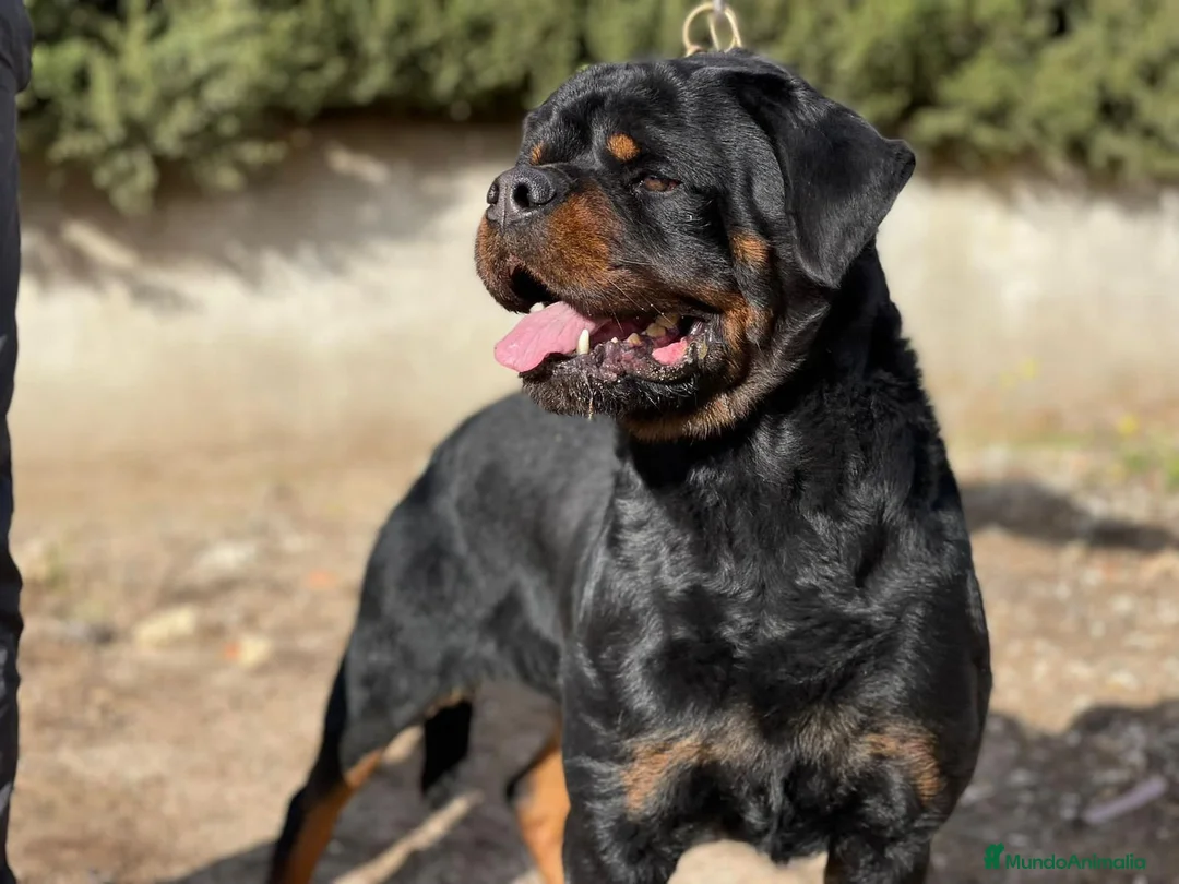 Rottweiler perros en venta: Rottweiler De calidad  - Anuncio 5