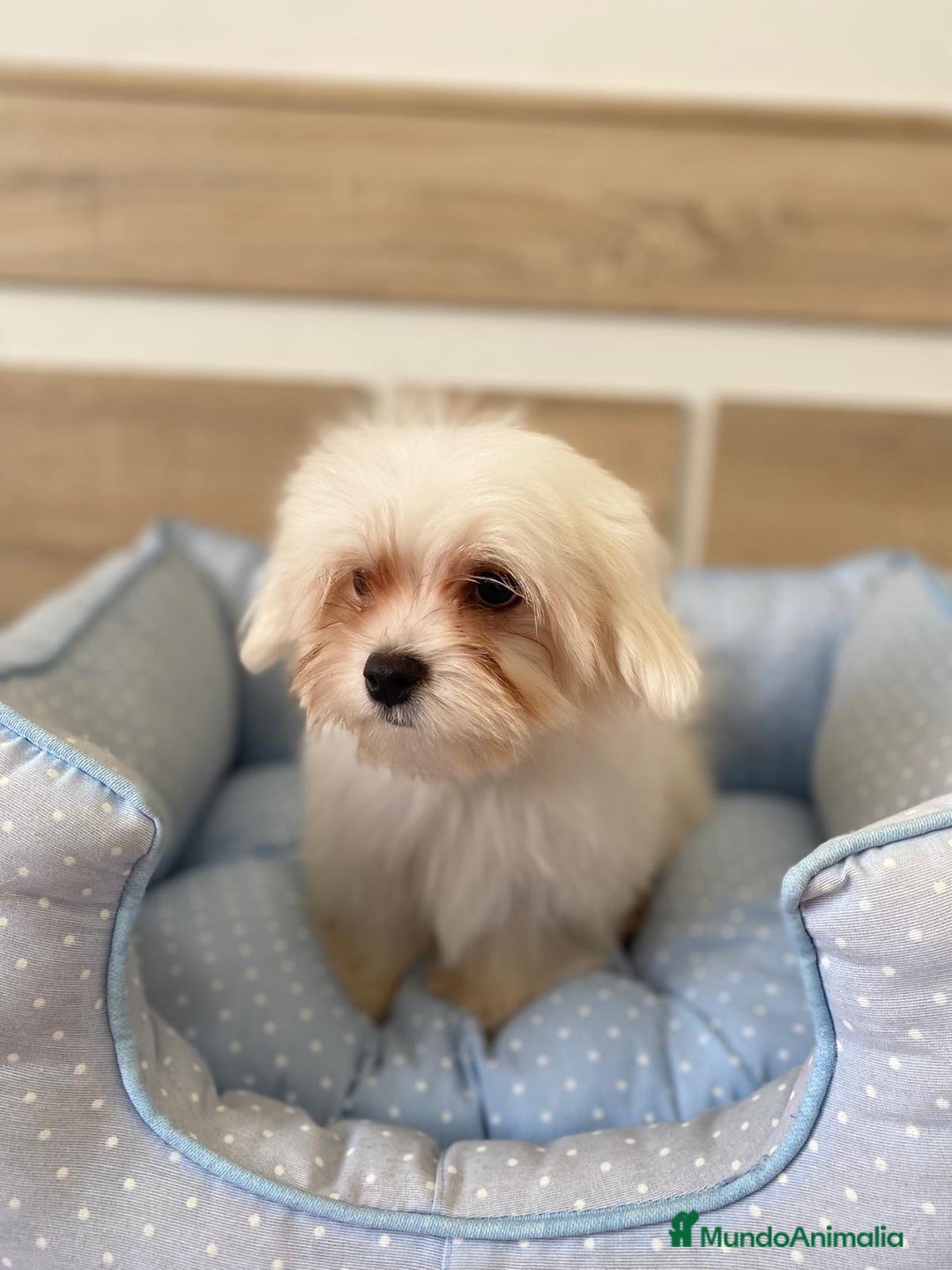 Bichón Maltés perros en venta: BICHON MALTES - Anuncio 9