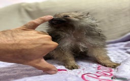 Pomerania perros en venta: Poo pomerania MICRO TOY  - Imagen 7