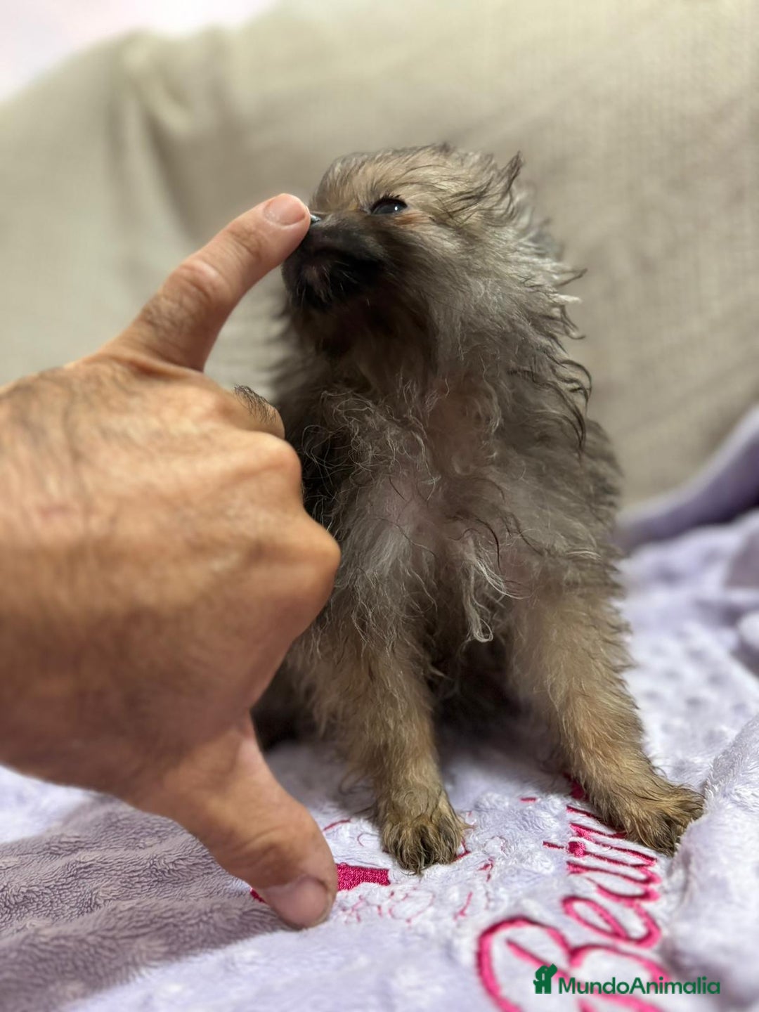 Pomerania perros en venta: Poo pomerania MICRO TOY  - Imagen 7