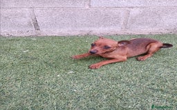 Pinscher Miniatura perros en venta: Pinscher hembra - Imagen 6