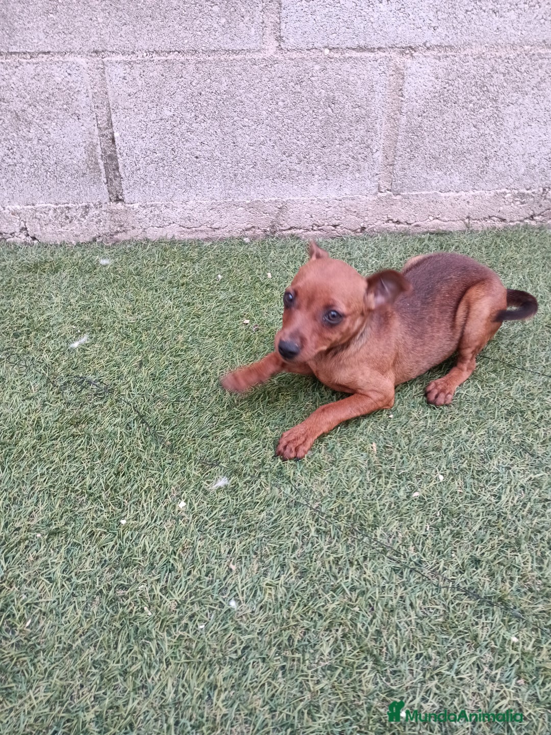 Pinscher Miniatura perros en venta: Pinscher hembra - Imagen 6