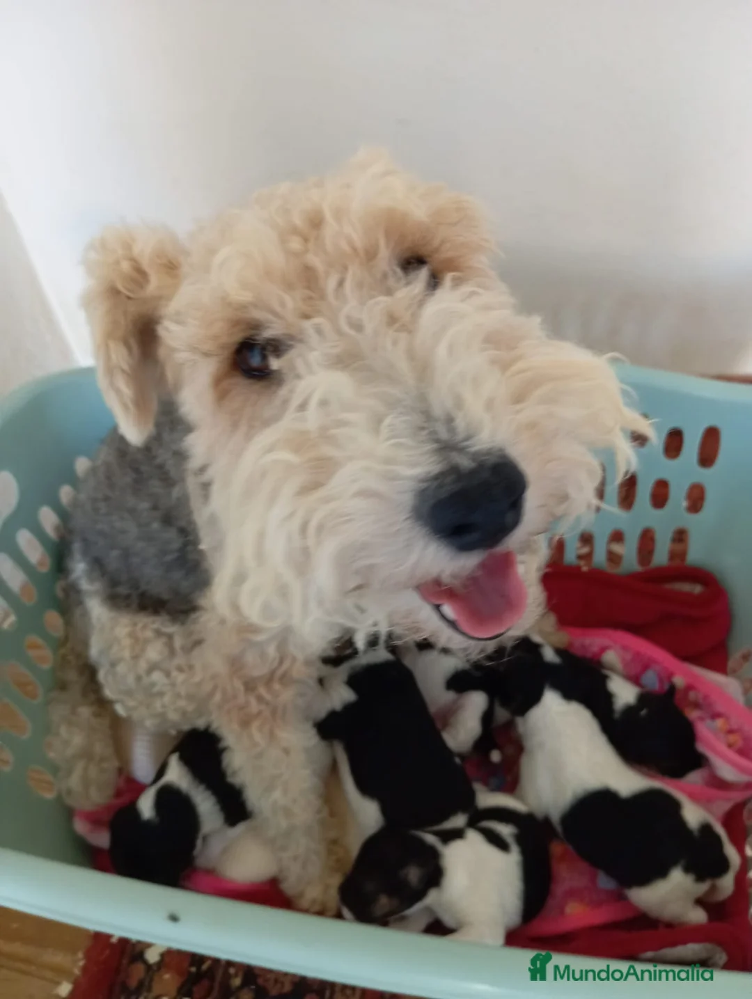 Fox Terrier de Pelo Duro perros en venta: Bebés Foxterrier  - Anuncio 2
