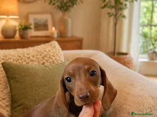 Teckel Miniatura perros Teckels miniatura muy mini - Anuncio 1