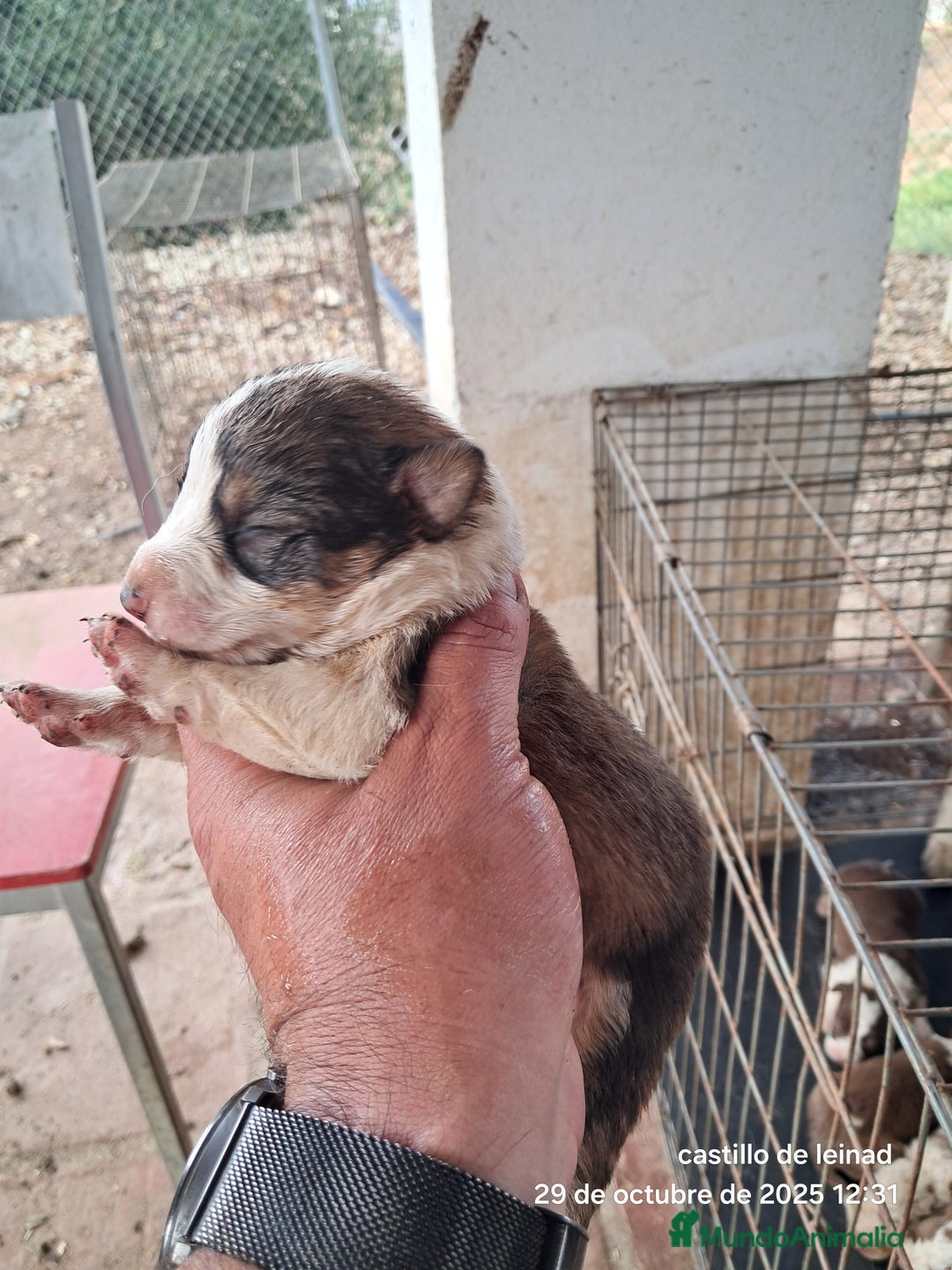 Border Collie perros en venta: Camada de border collie  - Imagen 3