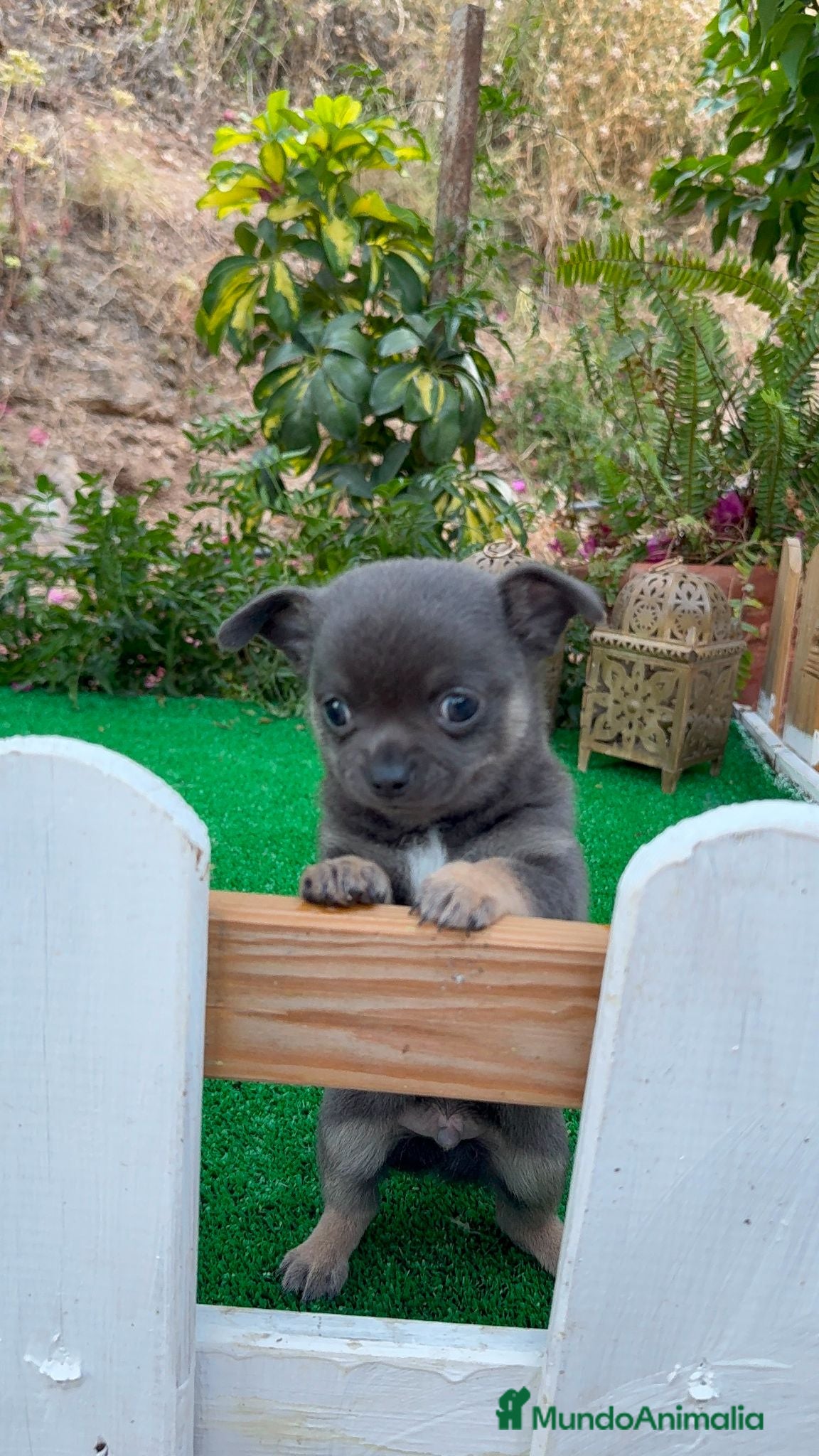 Chihuahua perros Chihuahuas Toy Machos Blues cabeza de manzana - Anuncio 4