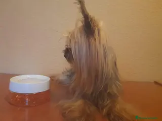 Yorkshire Terrier perros Machito de yorkshire - Anuncio 2