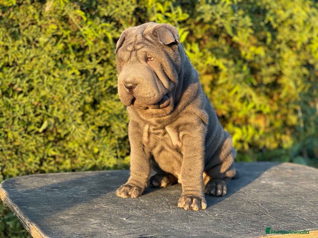 Shar Pei perros en venta: SHAR PEI BEBE MAXIMA CALIDAD en Málaga - Imagen 7