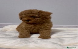 Caniche Toy perros en venta: MACHO ASIATICO 100% - Imagen 3