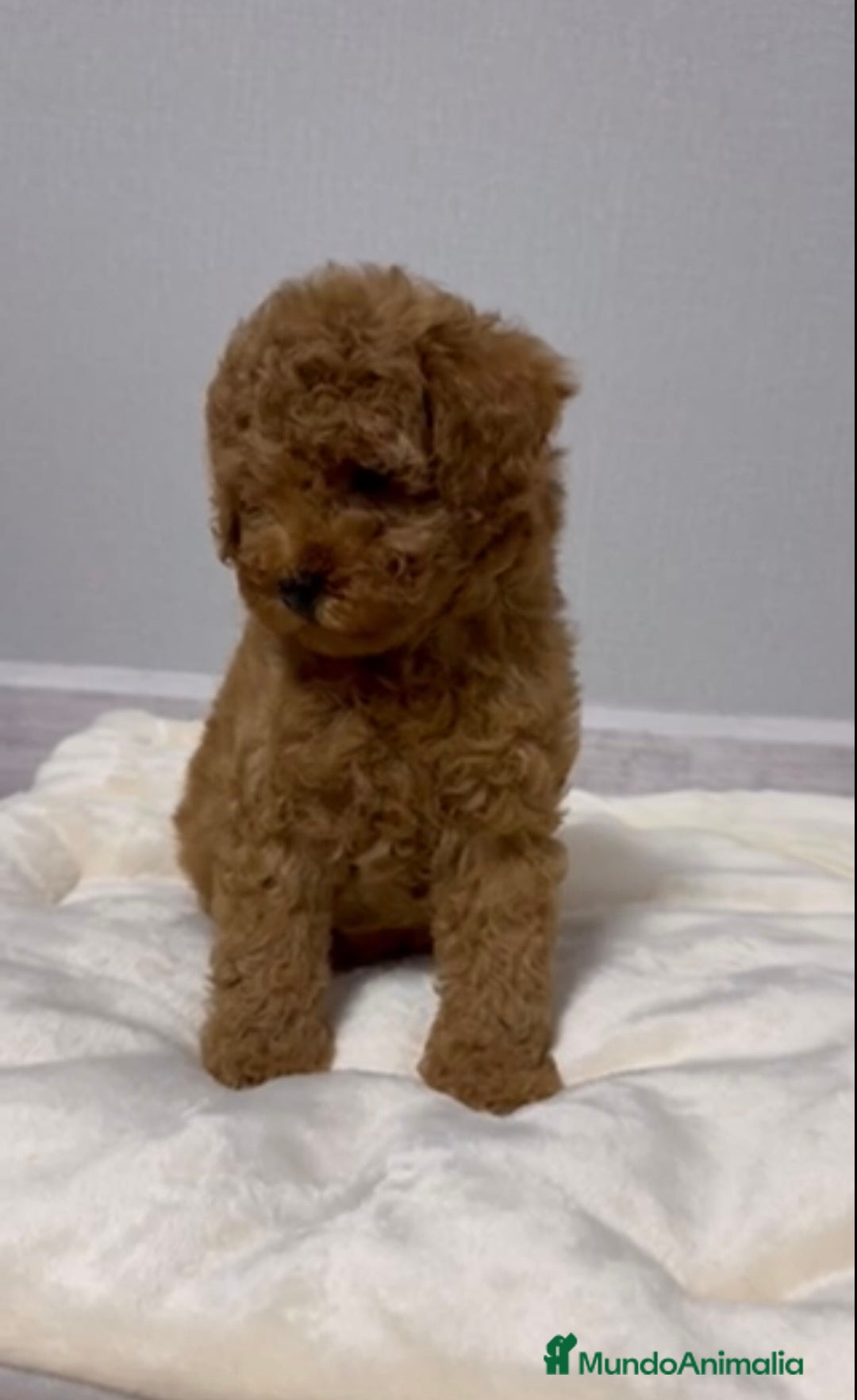 Caniche Toy perros en venta: MACHO ASIATICO 100% - Imagen 3