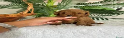 Caniche Toy perros en venta: CANICHE TOY HEMBRA - Anuncio 7