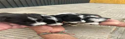 Border Collie perros en venta: Bordell collin Espectaculares Cálidad Maxima - Anuncio 7