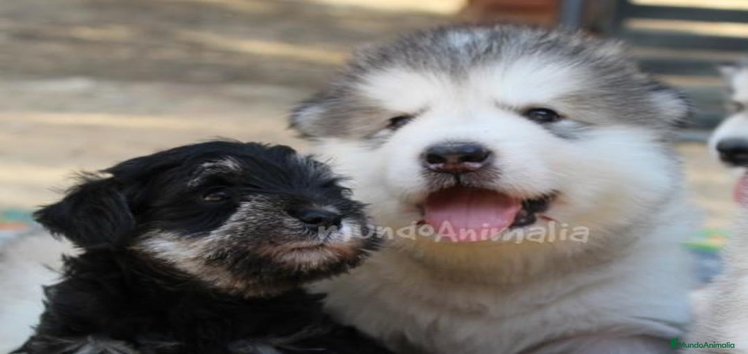 Imagen de galería {{count}}