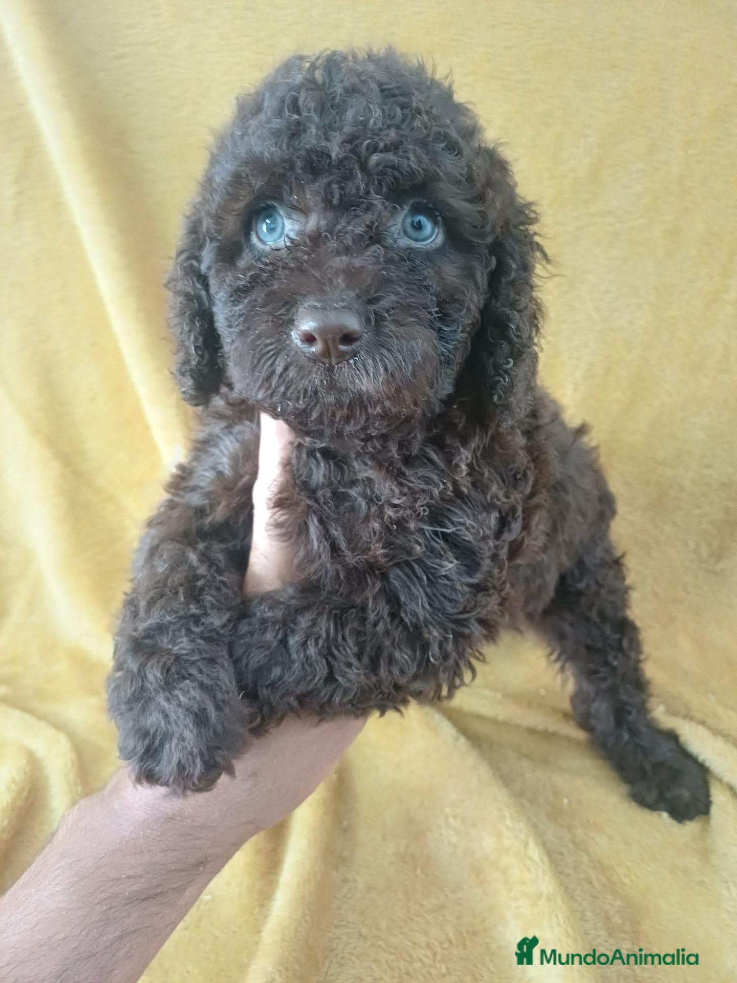 Perro de Agua Español perros Perro de Agua Español Chocolate  - Anuncio 1