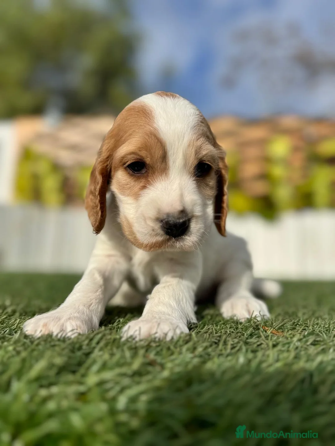 Cocker Spaniel Inglés perros en venta: COCKER HEMBRA - Anuncio 3