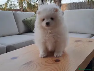 Pomerania perros Cachorrito de Pomerania - Anuncio 1