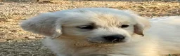 Golden Retriever perros en venta: Golden retriever  - Anuncio 4