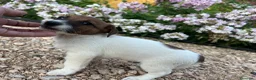 Jack Russell Terrier perros en venta: Jack Russell 550€ precio real! - Anuncio 4