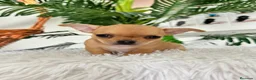Chihuahua perros en venta: CHIHUAHUA HEMBRA - Anuncio 9
