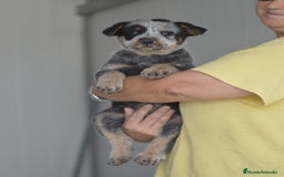 Boyero de Australia perros en venta: Cachorro de boyero Australiano - Imagen 3