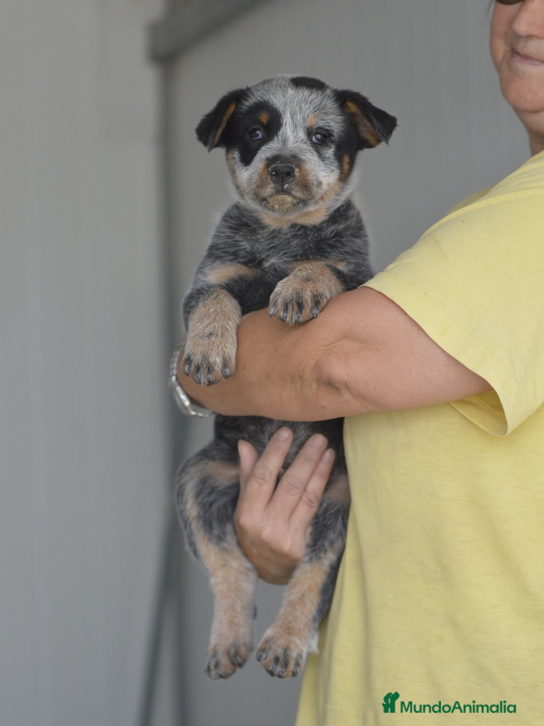Boyero de Australia perros en venta: Cachorro de boyero Australiano - Imagen 3