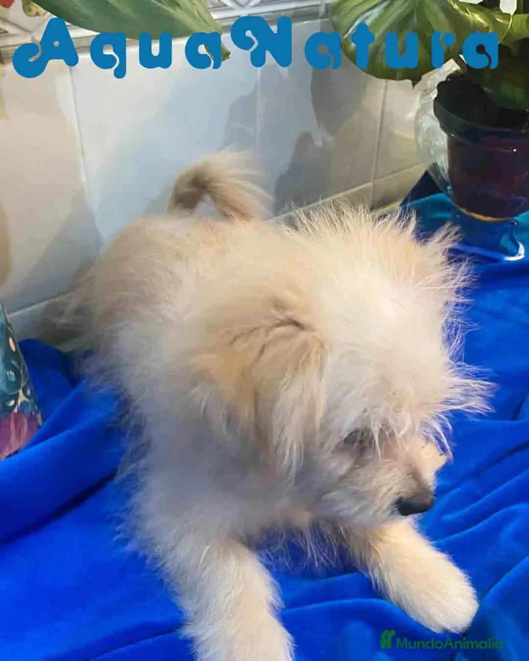 Raza Mixta perros en venta: Havapom Macho de Kyi Junior 4563 AQUANATURA - Anuncio 5