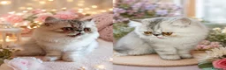 Persa gatos en venta: Persa - Anuncio 2