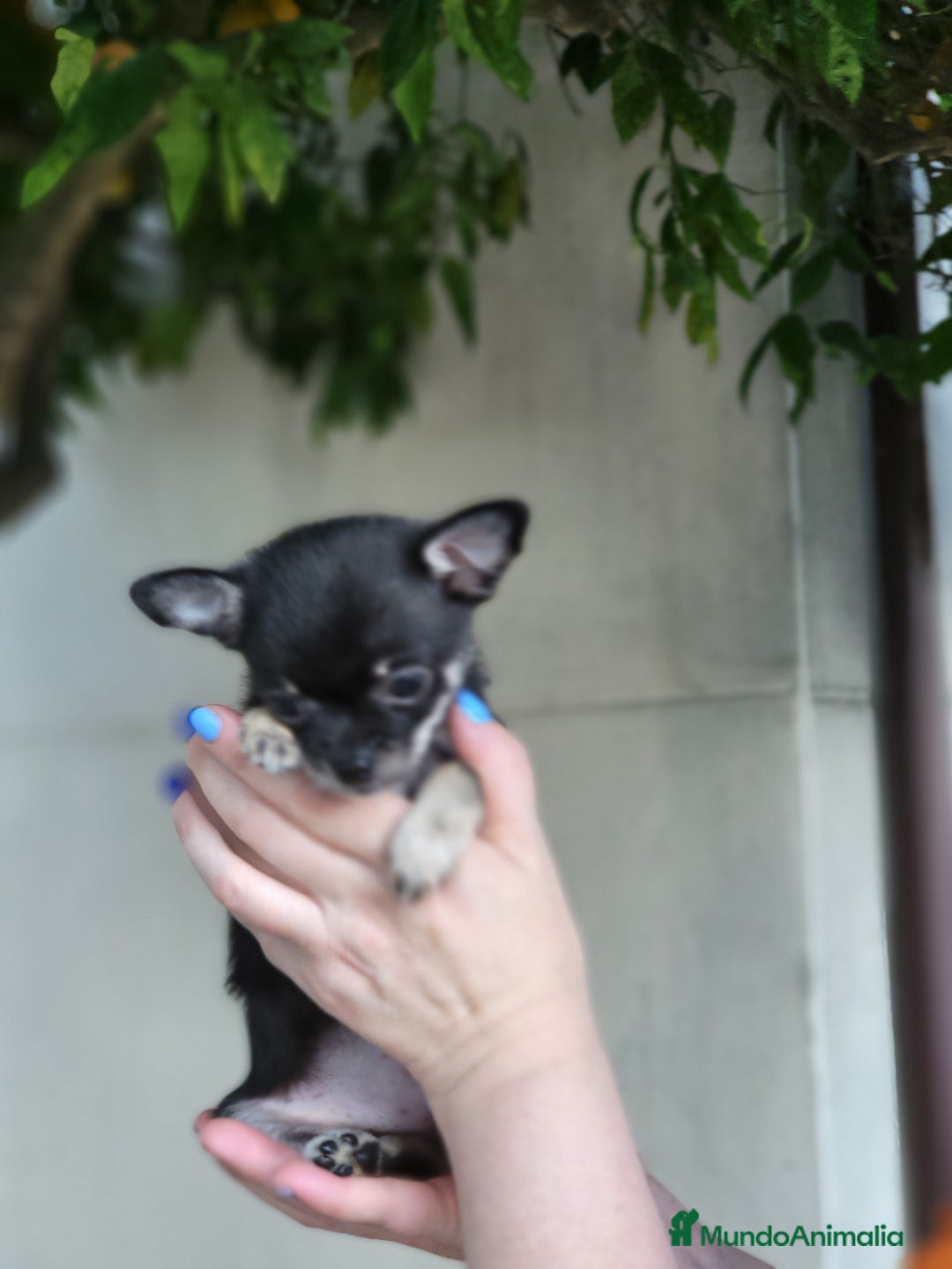 Pomchi perros en venta: Machito negro y fuego - Imagen 2