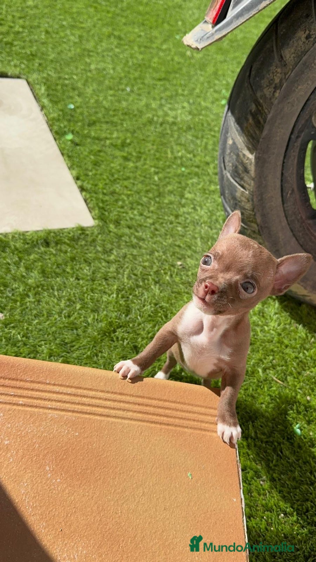 Chihuahua perros en venta: CHIHUAHUA HEMBRA - Anuncio 18